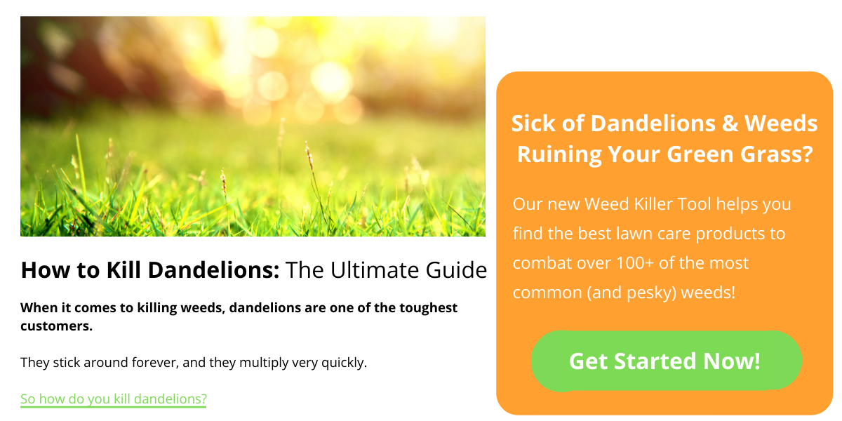 how-to-kill-dandelions-ultimate-guide-bad